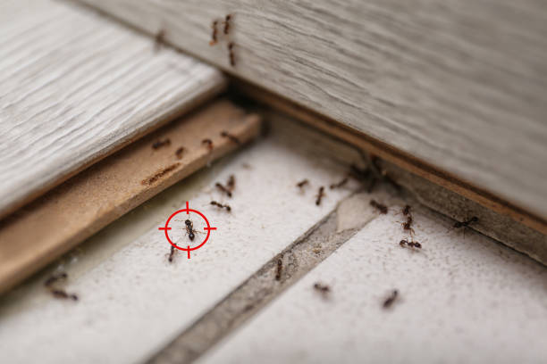Best Best Pest Control Companies  in Clksville, AR