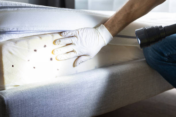Best Exterminator Services  in Clksville, AR