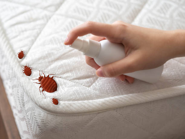 Best Flea Control Services  in Clksville, AR