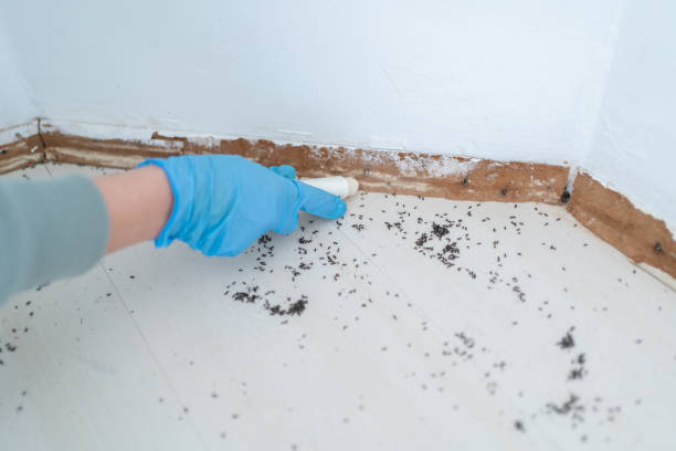 Flea Control Services in Clarksville, AR